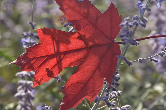 close up of autumn maple leaf
